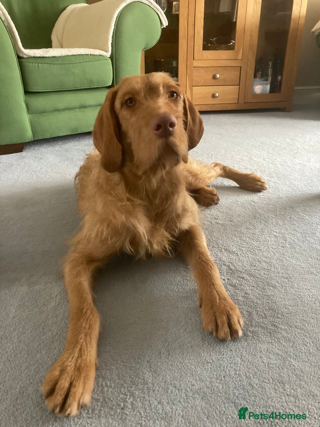 Mixed Breed dogs for sale: Betty  - Advert 3