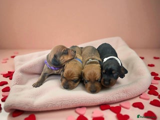 Miniature Dachshund dogs - Advert 26