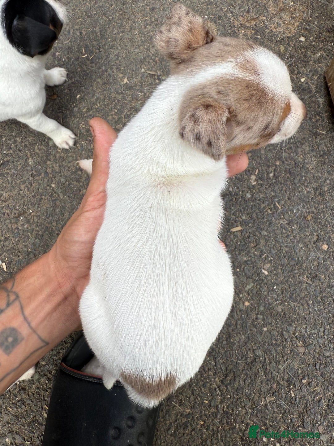 Jack Russell dogs for sale: Jack Russel Puppies For Sale  - Image 14