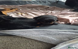 Rottweiler dogs for sale: Rottweiler puppies - Image 9