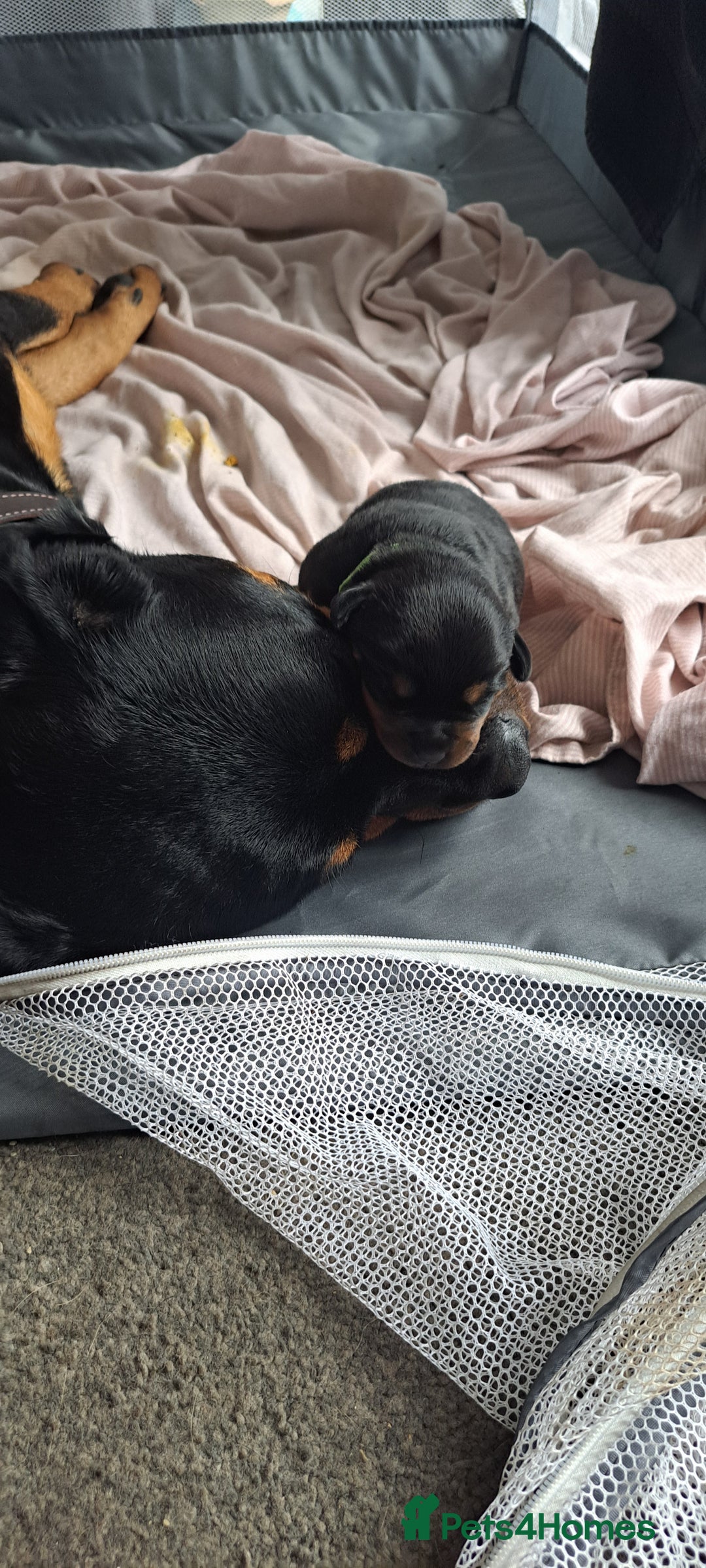 Rottweiler dogs for sale: Rottweiler puppies - Image 9