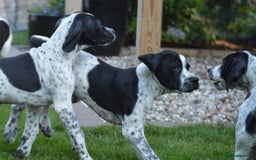 Pointer dogs for sale: ⭐️ 2 beautiful boys looking for forever homes⭐️ - Image 10