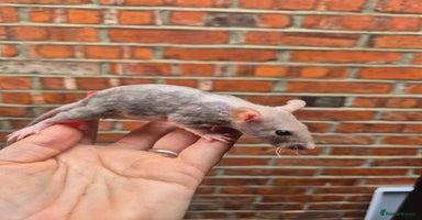 Rat rodents - Advert 10