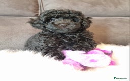 Cockapoo dogs for sale: Adorable best friend pups, sold fully vaccinated - Advert 10