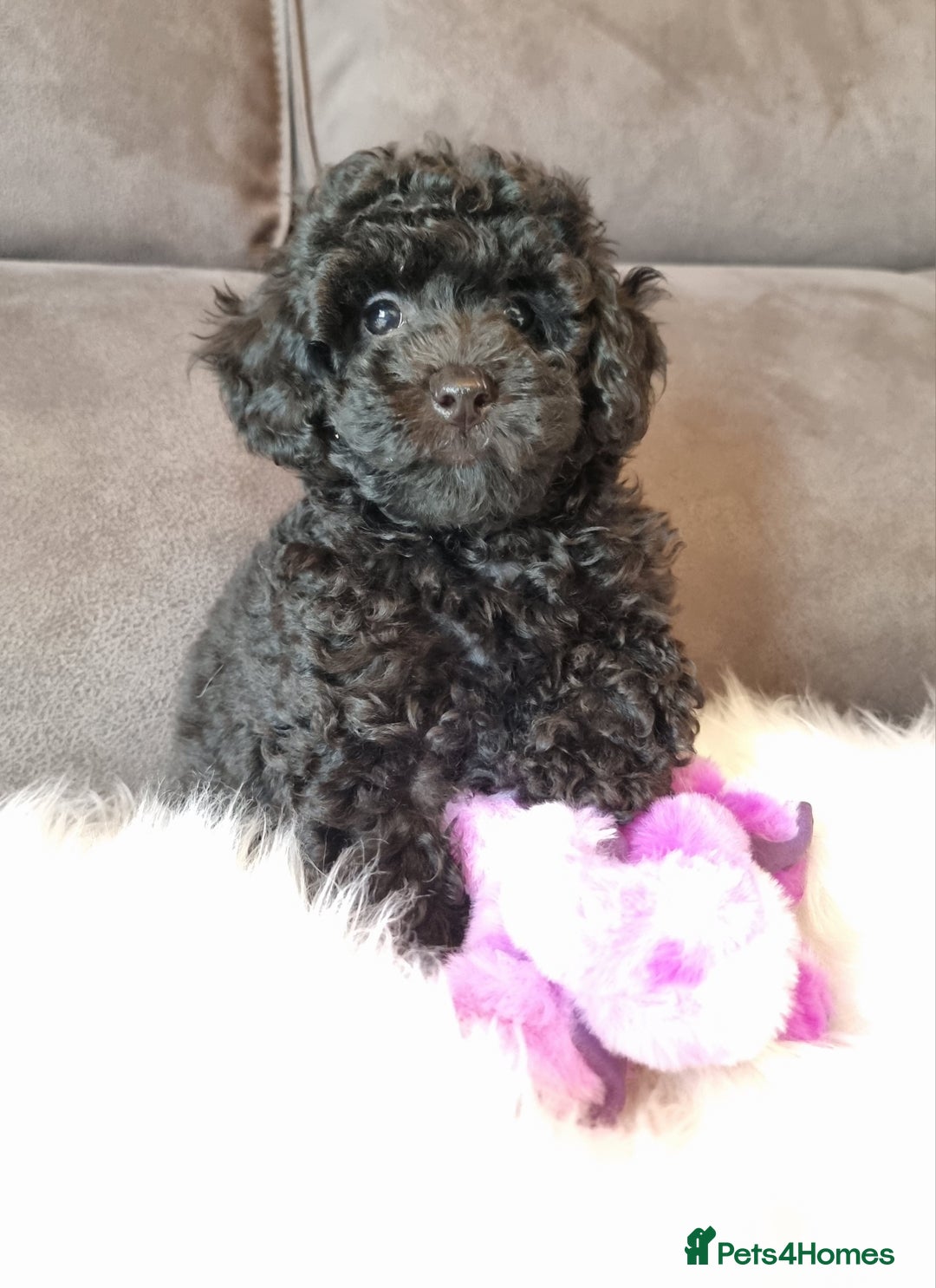 Cockapoo dogs for sale: Adorable best friend pups, sold fully vaccinated - Advert 10