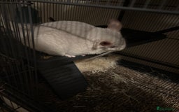 Chinchilla rodents for sale: Cute Chinchilla Male with cage - Image 5