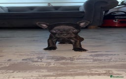 French Bulldog dogs for sale: French bulldog cross pups  - Image 4