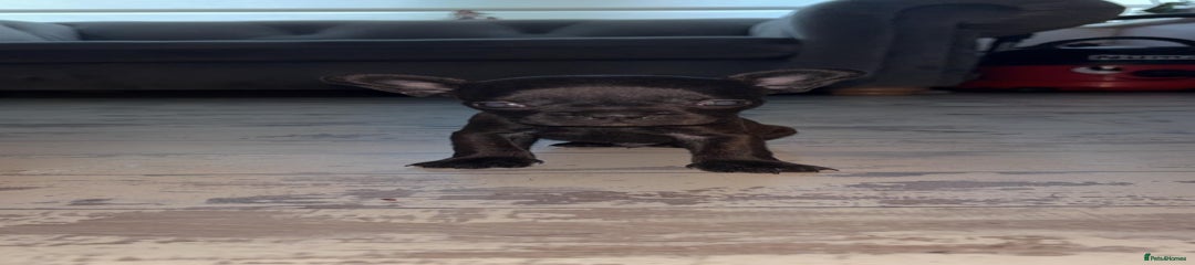 French Bulldog Puppy 2