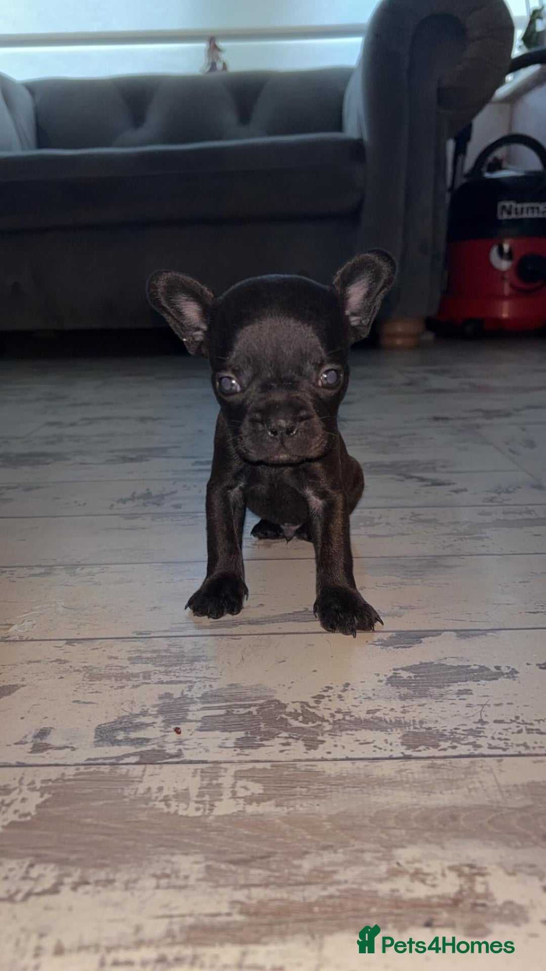 French Bulldog dogs for sale: French bulldog cross pups  - Image 4