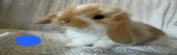 Mini Lion Lop rabbits for sale: Lionlop Bunnies  - Advert 5