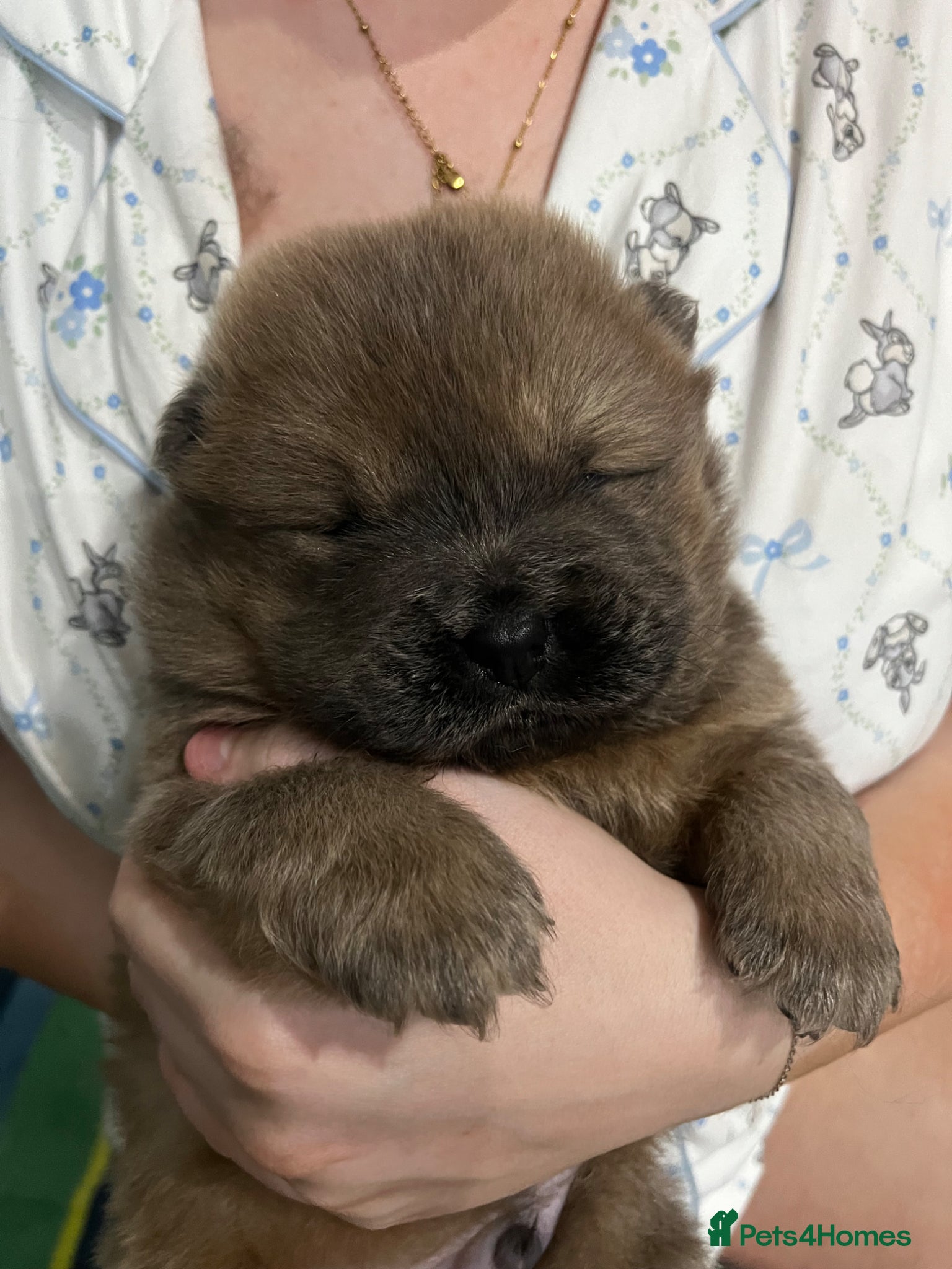 Chow Chow dogs Chocolate pup !!!! Last One !!!! - Advert 1