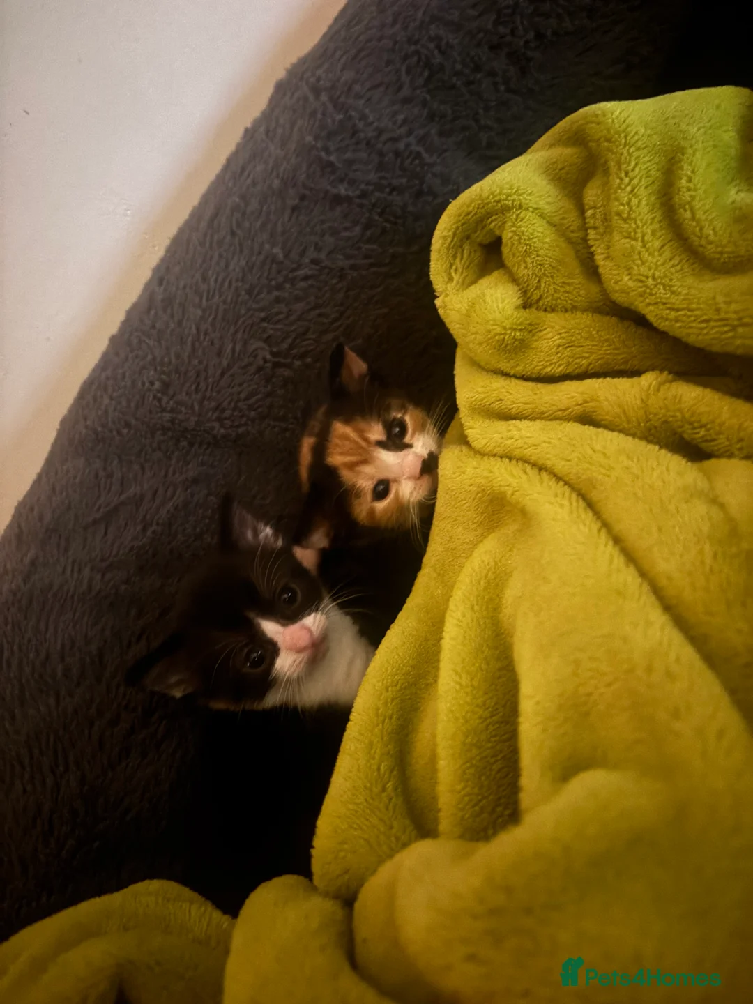 Mixed Breed cats for sale: Two little calico girls left out of litter of 6!  - Advert 2