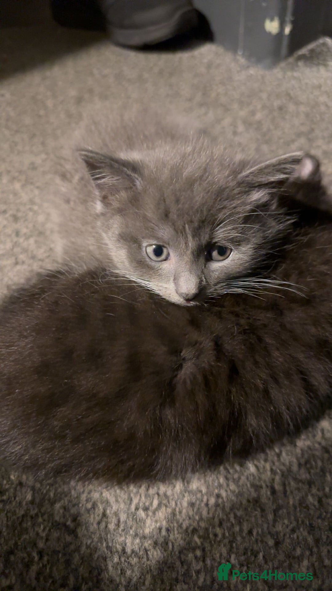 Maine Coon cats for sale: Half Mainecoon and Half British Shorthair  - Advert 3