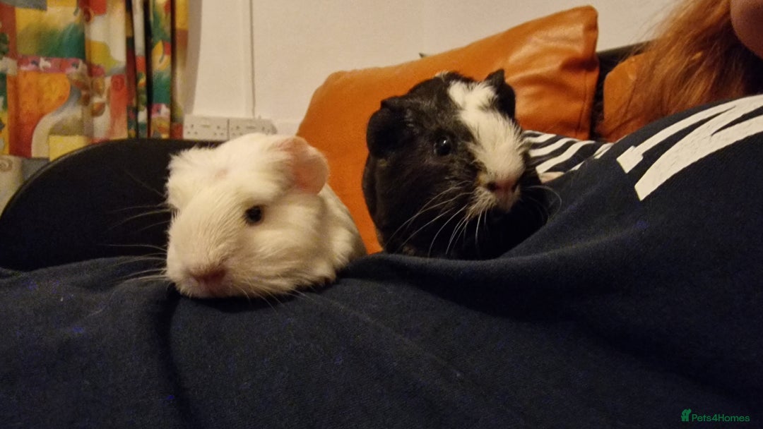 Guinea Pig rodents for sale: 2Female (mum and daughter) + Male Guinea pigs Ip3  - Advert 1