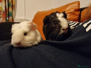 Guinea Pig rodents for sale: 2Female (mum and daughter) + Male Guinea pigs Ip3 - Advert 1