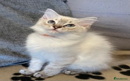 Ragdoll cats for sale: Ragdoll Kittens one girl one boy READY NOW  - Image 6