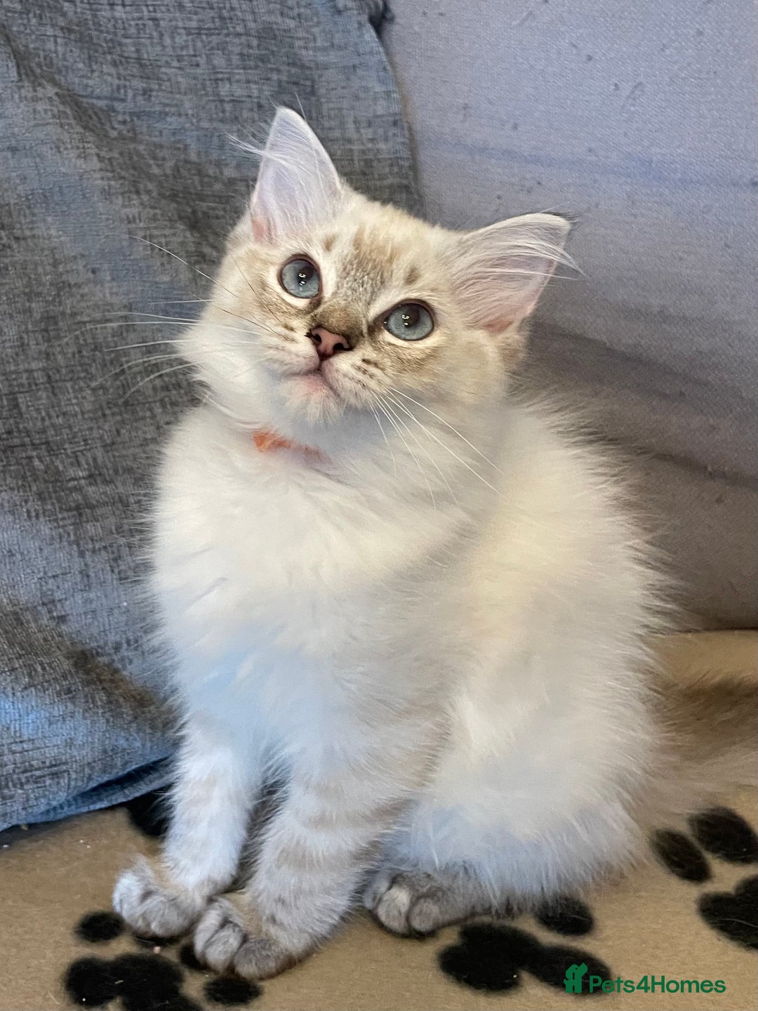 Ragdoll cats for sale: Ragdoll Kittens one girl one boy READY NOW  - Image 6