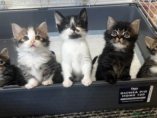 LaPerm cats Long Coat Laperm kittens - Advert 5