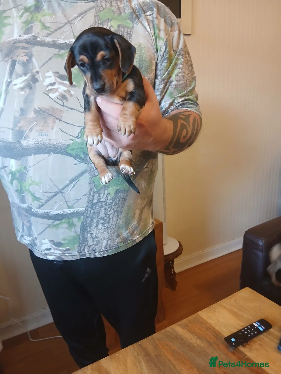 Jackshund dogs for sale: Jackshund  in Girvan - Advert 2