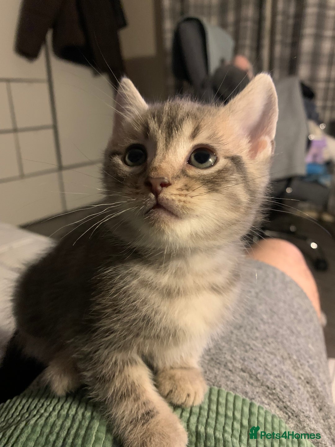 Munchkin cats for sale: Beautiful tabby kittens - Advert 9