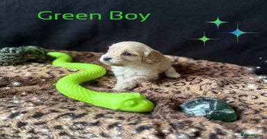 Cavapoo dogs - Advert 2