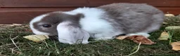 Mini Lop rabbits for sale: Gorgeous Mini lops child friendly  - Advert 7