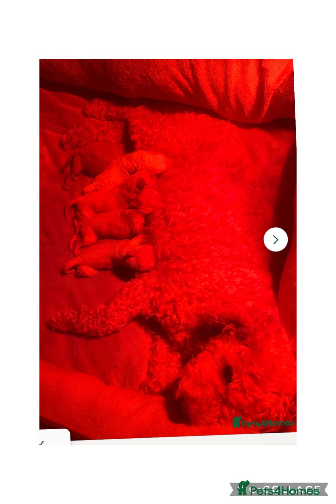 Cavapoo dogs for sale: Cavapoo - Image 2