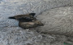 Chihuahua dogs for sale: Teacup chihuahuas  - Advert 4