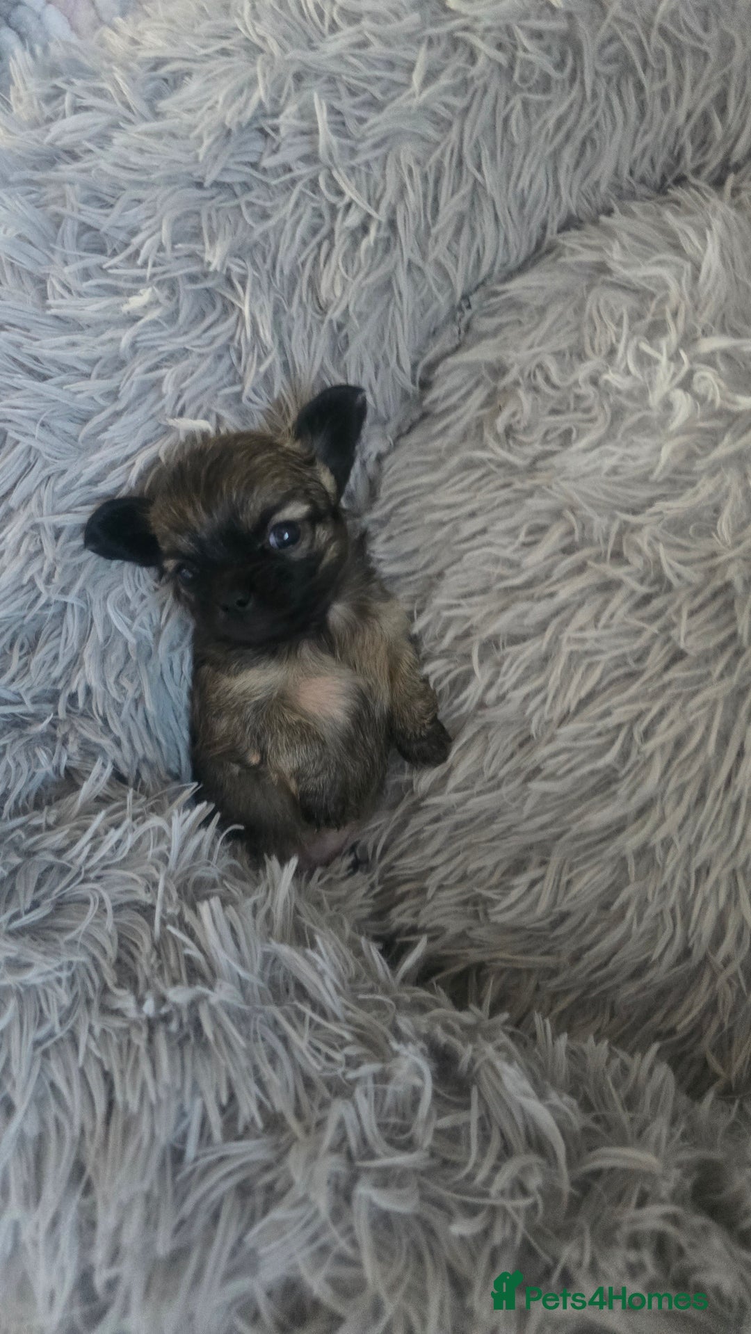 Chihuahua dogs for sale: Teacup chihuahuas  - Advert 4