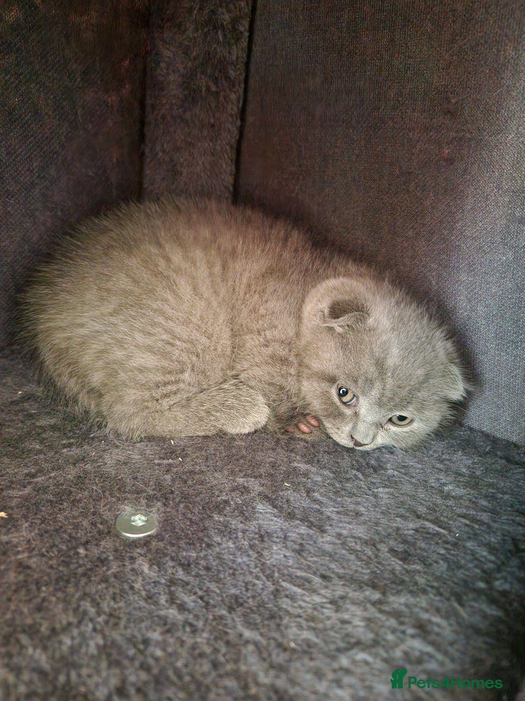 British Shorthair cats for sale: Last Scottish blue fold boy - Advert 18