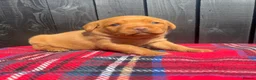 Labrador Retriever dogs for sale: 🧡 Fox Red KC working Labrador’s  in Thetford - Advert 37