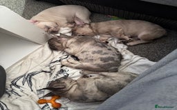 French Bulldog dogs for sale: 2 STUNNING BOY FRENCHIES LEFT…. REDUCED READY NOW in Stoke-on-Trent - Image 1