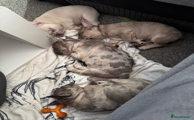 French Bulldog dogs in Stoke-on-Trent - Advert 14