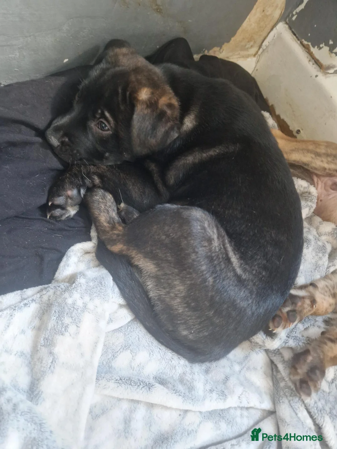 Mixed Breed dogs for sale: AVALIABLE husky cross staff  in Manchester - Advert 1