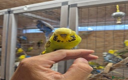 Budgerigars birds for sale: Tamed Cinnamon green 25 - Image 3