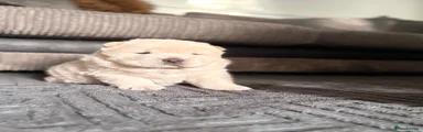 Chow Chow Puppy 1 boy 