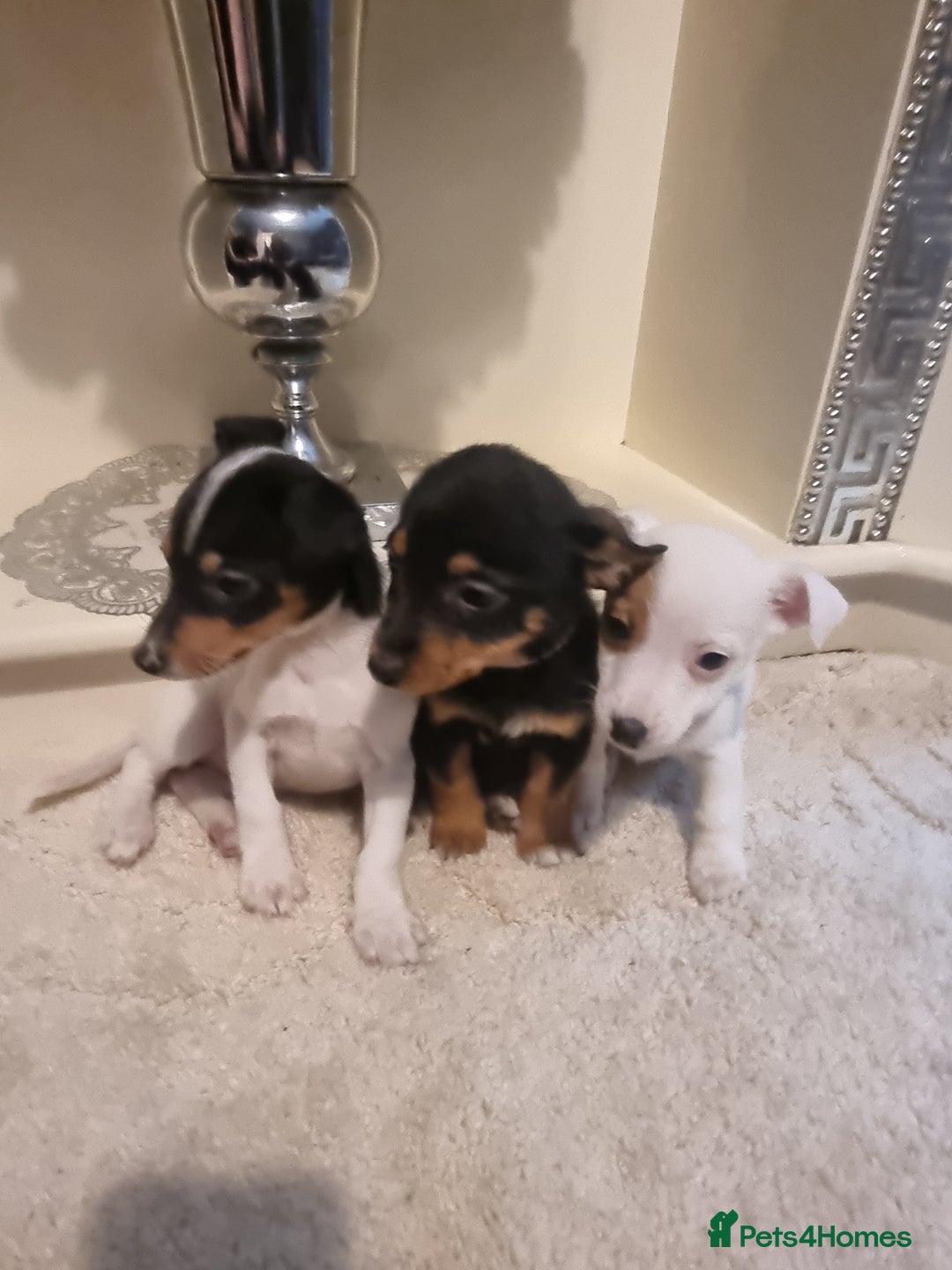 Jack Russell dogs for sale: Jack russell  - Advert 3