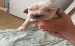 Cocker Spaniel dogs for sale: Cocker spaniel puppies  - Image 3