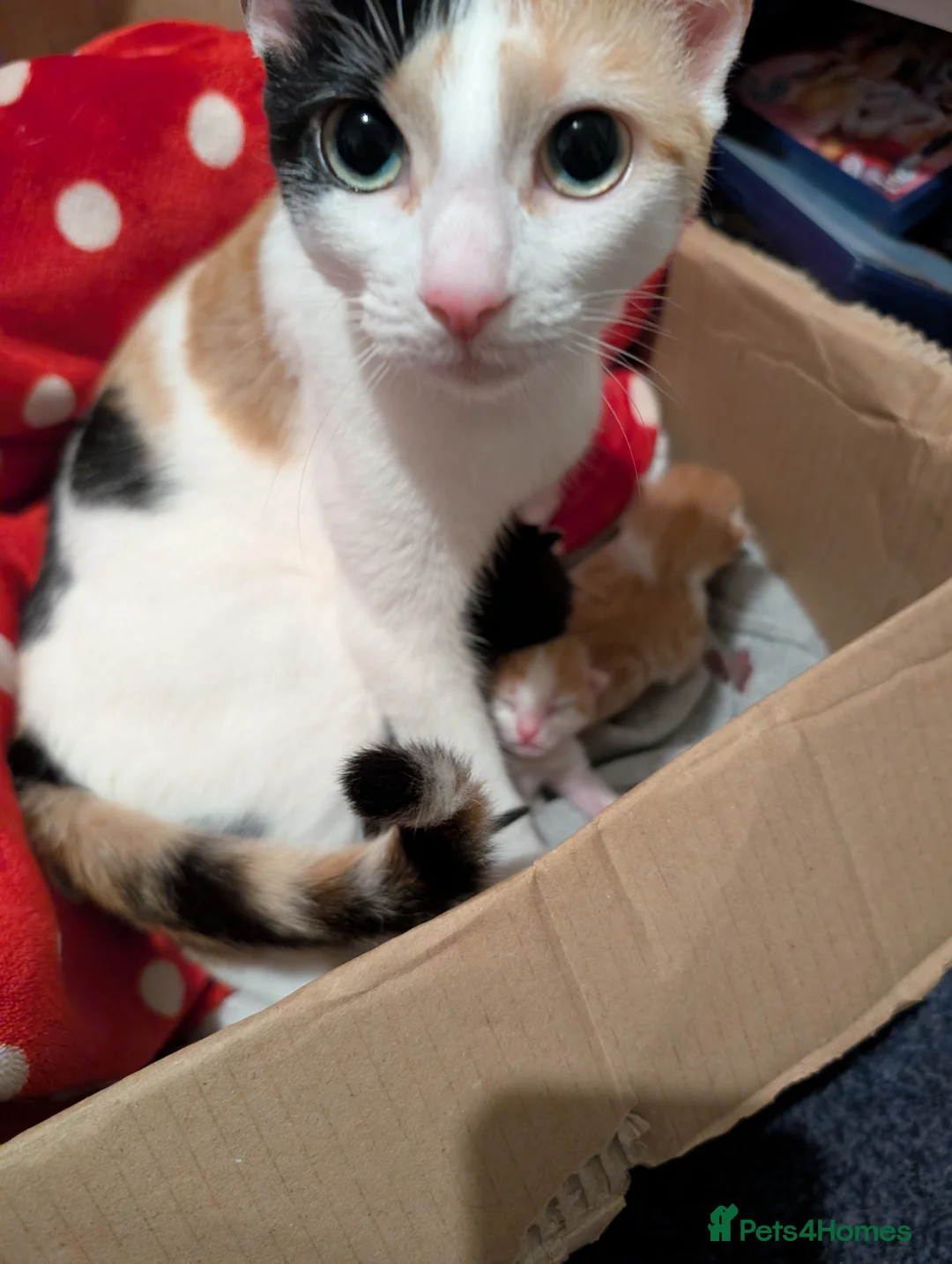 Mixed Breed cats for sale: Female ginger kittens - Advert 2