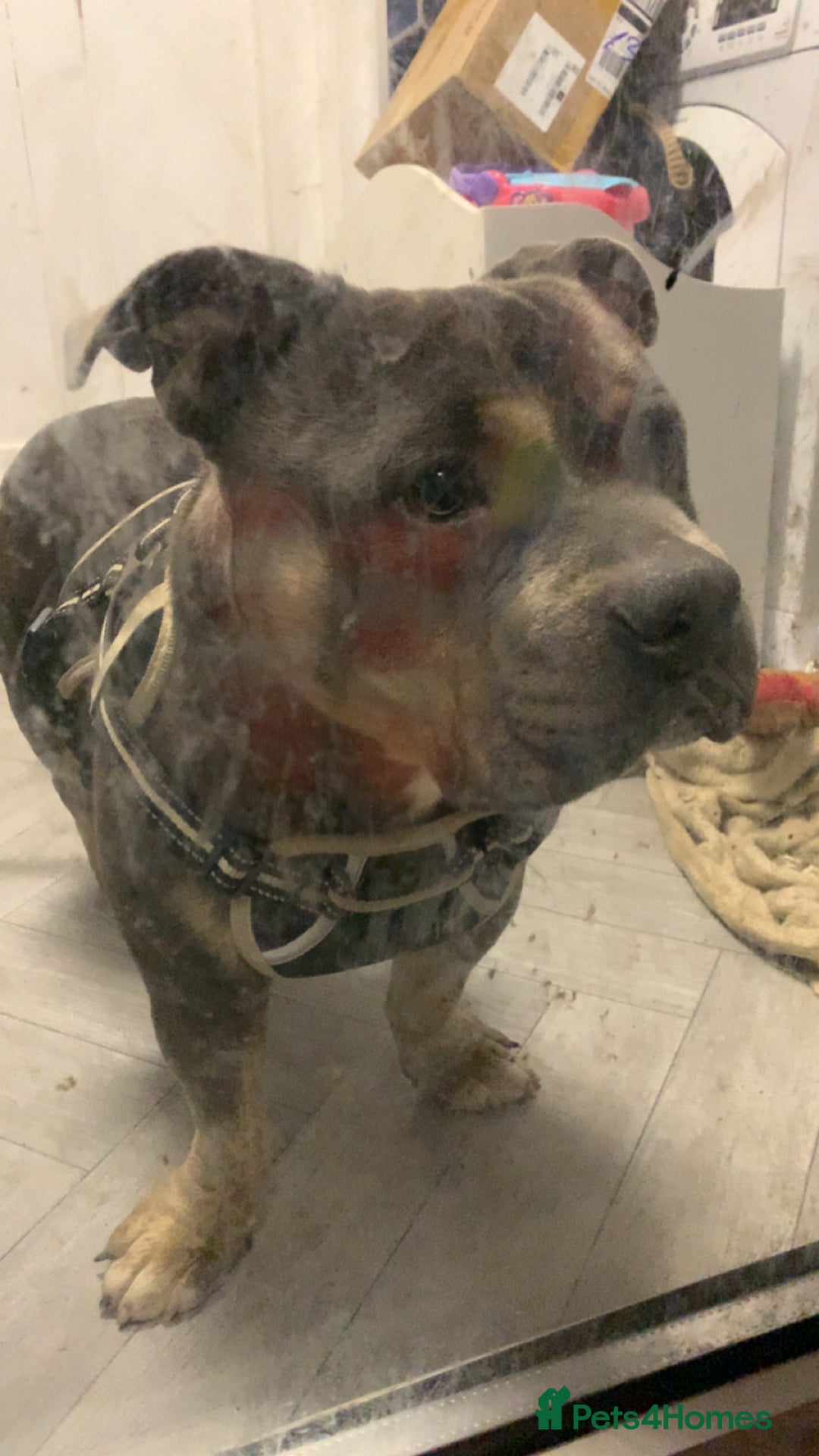 Mixed Breed dogs for sale: Pocket Bully male  - Advert 2