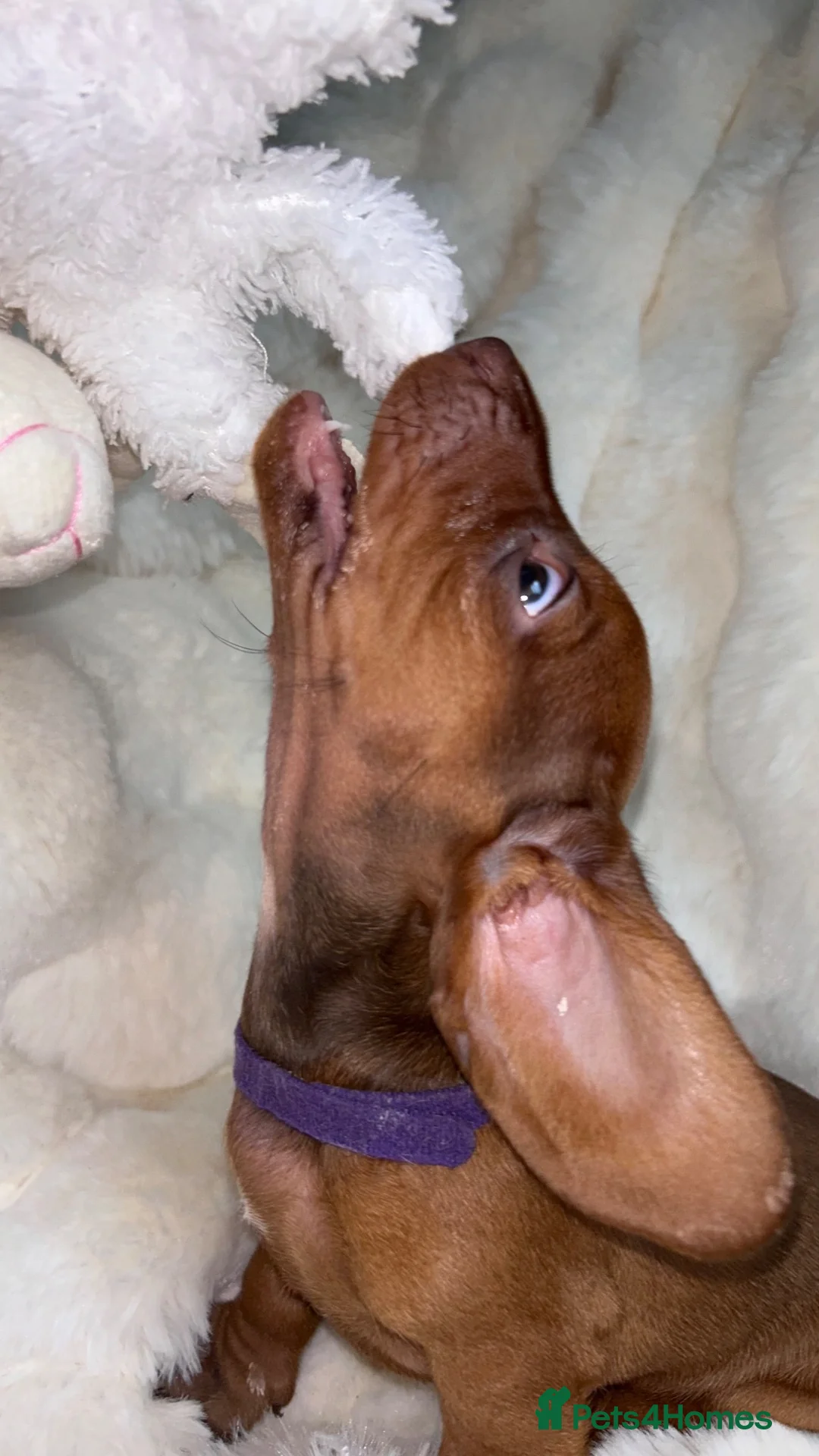 Dachshund dogs for sale: Mini Dachshund  in Bridgend - Advert 17