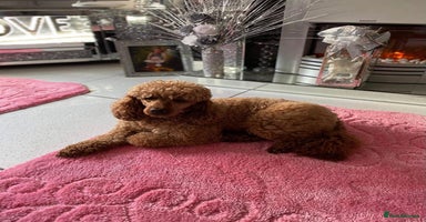 Cavapoo dogs - Advert 7