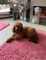 Cavapoo dogs - Advert 1