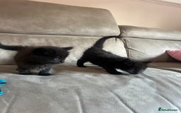 Norwegian Forest Cat cats for sale: Norwegian forest/ Bombay kittens  - Image 4