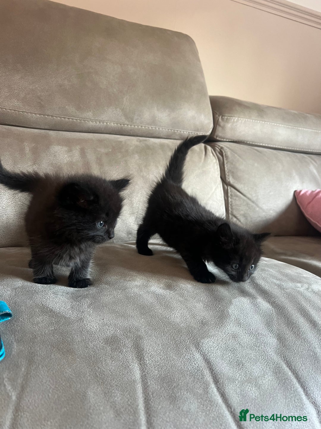 Norwegian Forest Cat cats for sale: Norwegian forest/ Bombay kittens  - Image 4