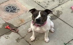 Mixed Breed dogs for sale: Female dog  - Image 2