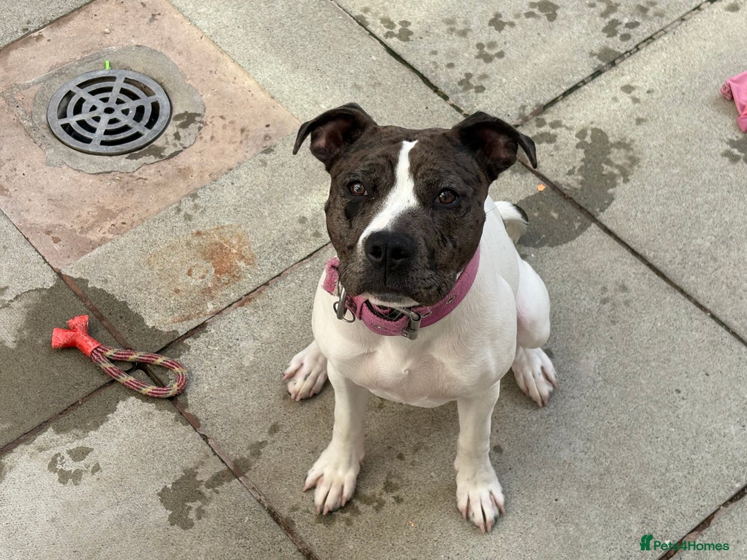 Mixed Breed dogs for sale: Female dog  - Image 2