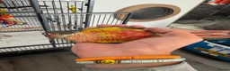 Conures birds for sale: Red factor, yellow sided pineapple conure - Advert 35