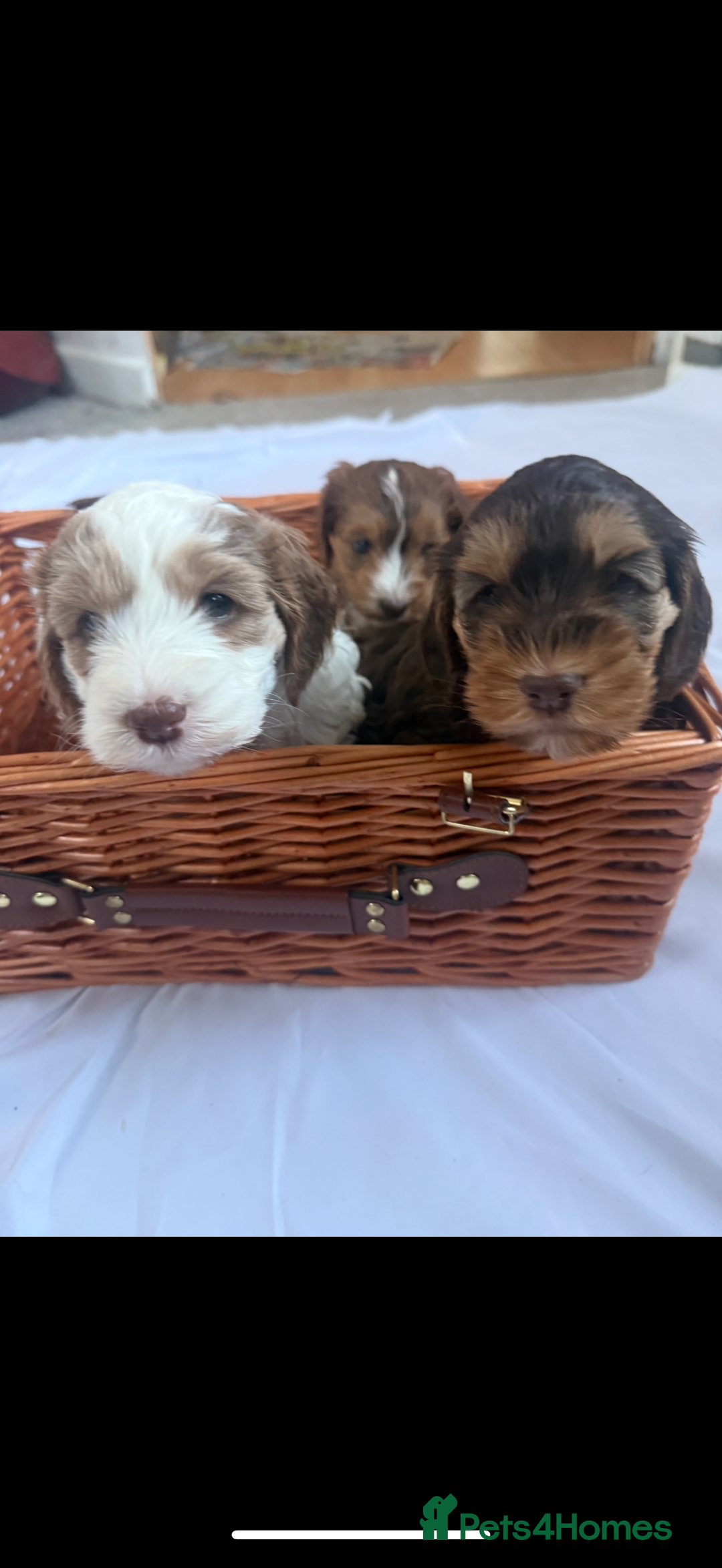 Cockapoo dogs for sale: 4 Adorable F2 Cockapoo puppies  - Advert 13