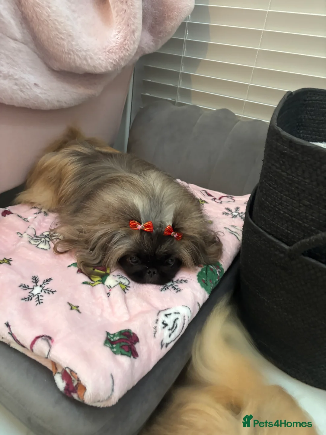 Pekingese dogs for sale: Beautiful Pekingese female sisters - Advert 7
